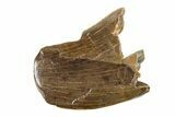 Fossil Tyrannosaur (Nanotyrannus) Tooth w/ Feeding Wear - Montana #338757-1